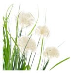 Pianta Plastica 10 X 10 X 65 Cm - immagine 2